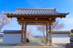 宗清寺山門　綺麗な青空と桜が満開